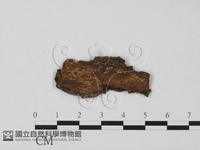 登錄號:F0011526藏品圖，第3張