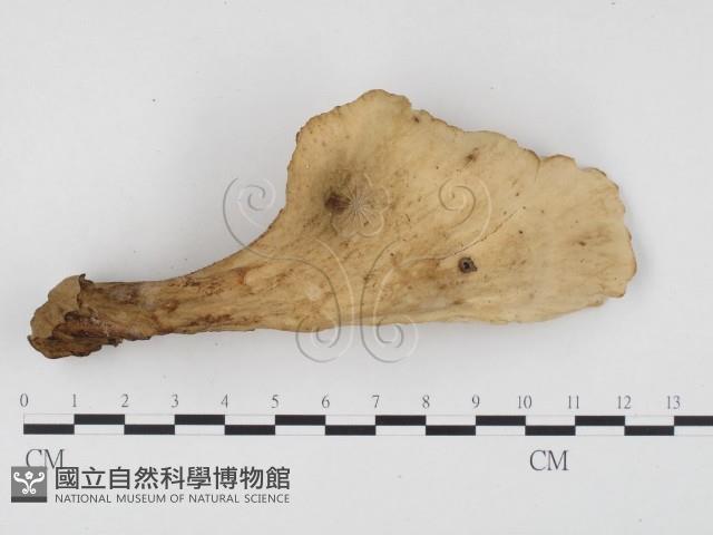 登錄號:F0024526藏品圖，第3張