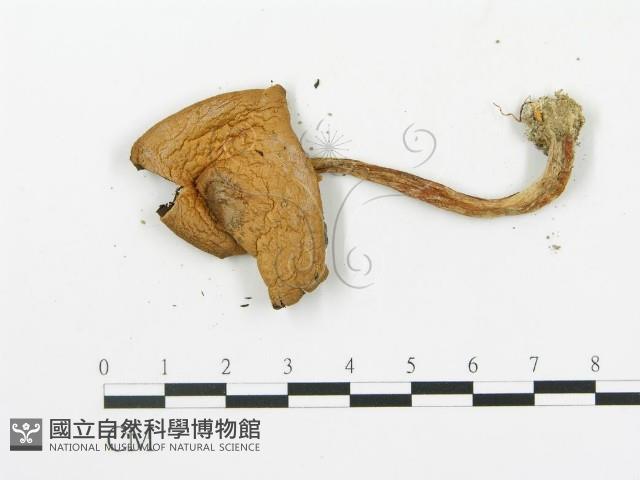 傘菌屬藏品圖，第3張