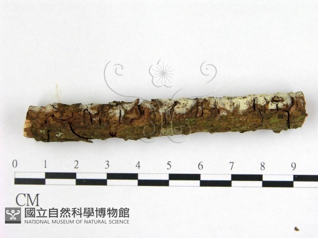 登錄號:F0022526藏品圖，第3張