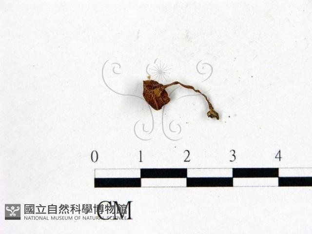 登錄號:F0007526藏品圖，第3張