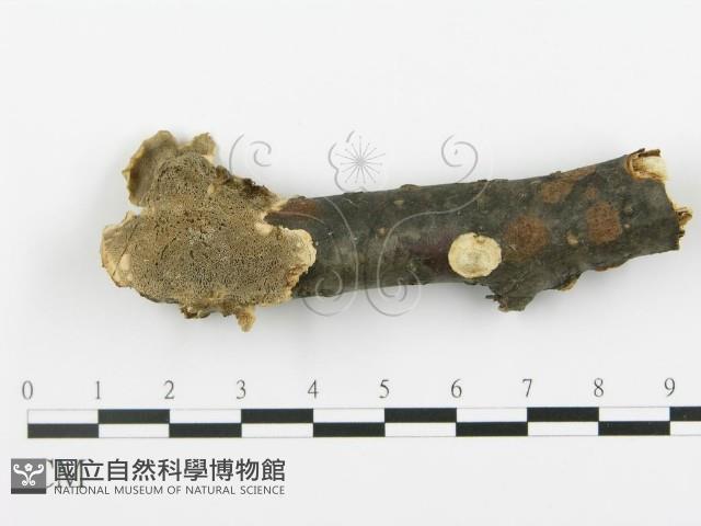 登錄號:F0017526藏品圖，第1張