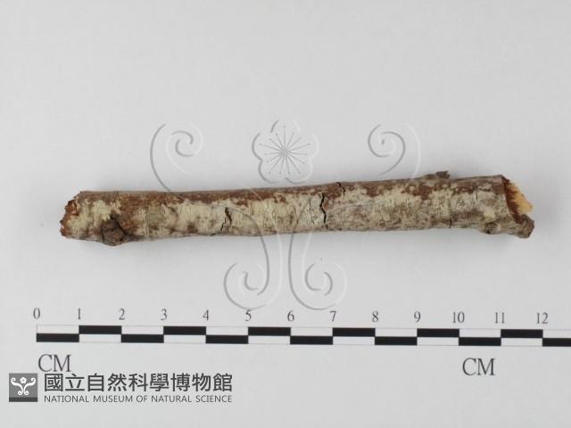 登錄號:F0025526藏品圖，第3張