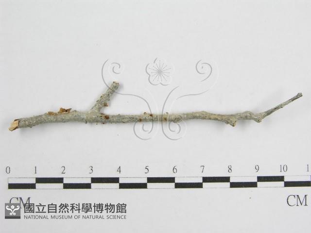 微皮傘屬藏品圖，第3張