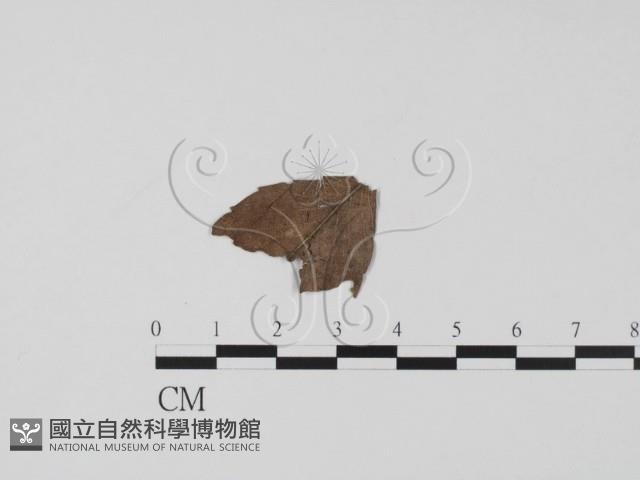 登錄號:F0015526藏品圖，第3張