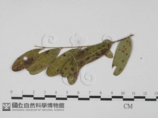 登錄號:F0019526藏品圖，第3張