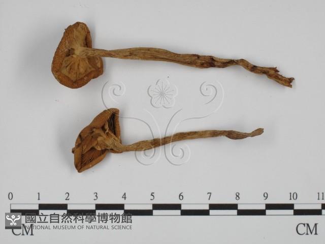 登錄號:F0023526藏品圖，第3張