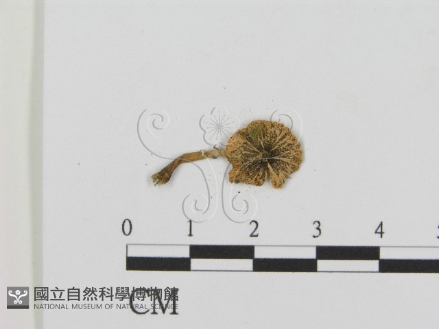 登錄號:F0003526藏品圖，第3張
