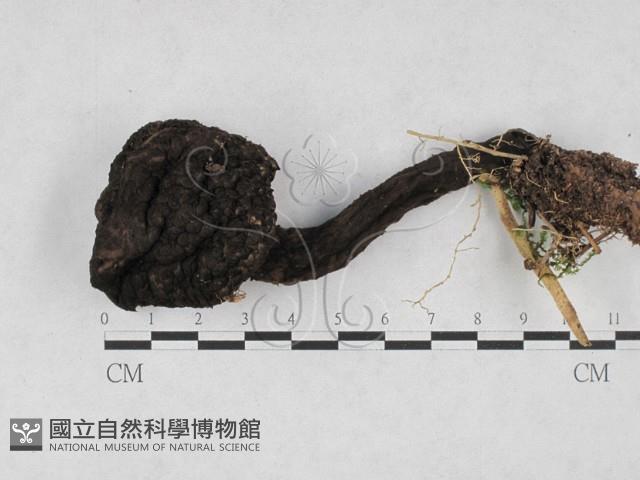 登錄號:F0028126藏品圖，第3張
