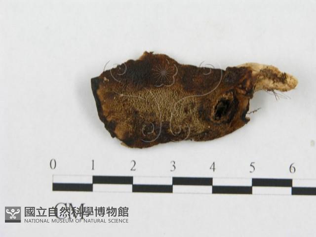 登錄號:F0008126藏品圖，第3張