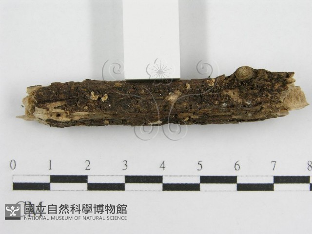微皮傘屬藏品圖，第4張