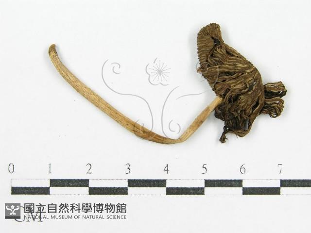 鬼傘屬藏品圖，第3張