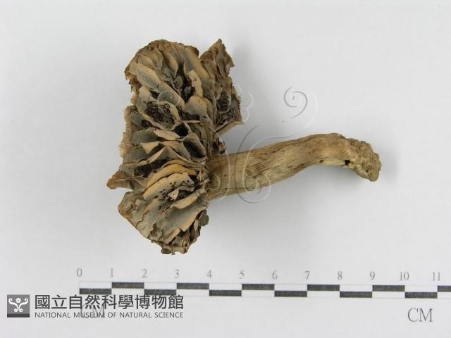 登錄號:F0011126藏品圖，第3張