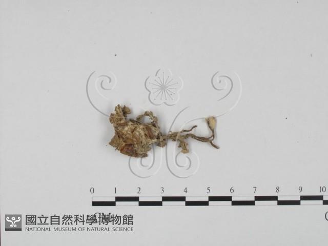 登錄號:F0002126藏品圖，第3張