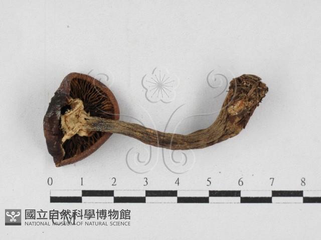 登錄號:F0027126藏品圖，第3張