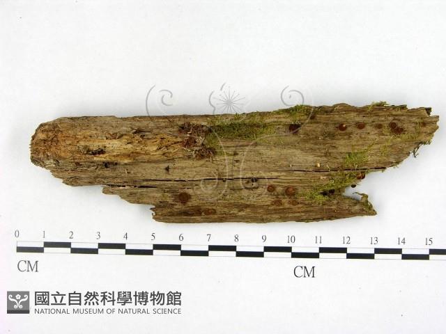 登錄號:F0005126藏品圖，第3張