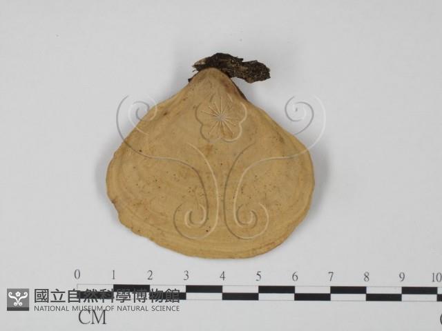 韌革菌屬藏品圖，第3張