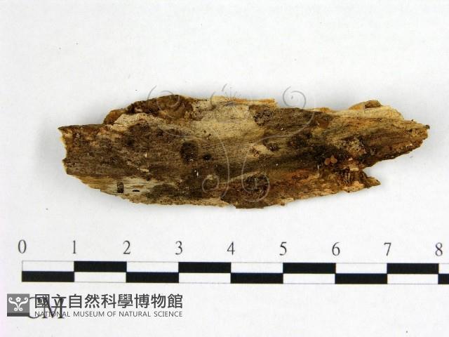 花耳屬藏品圖，第3張