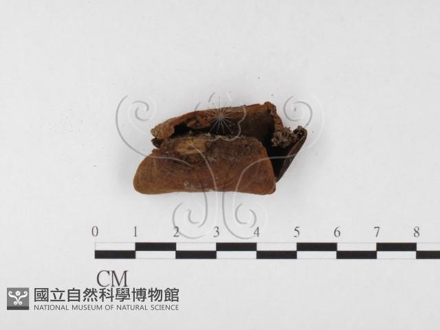 木層孔菌屬藏品圖，第3張