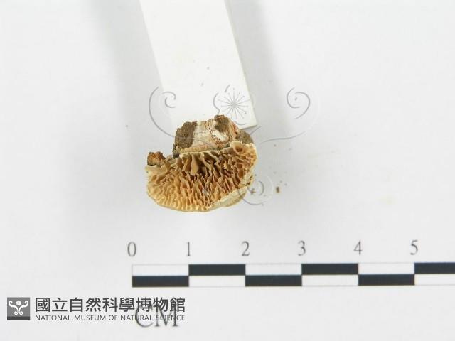 登錄號:F0006026藏品圖，第3張