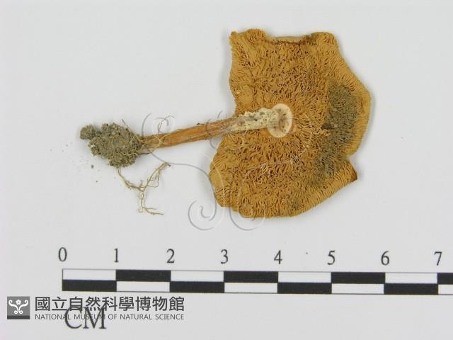 登錄號:F0016026藏品圖，第3張