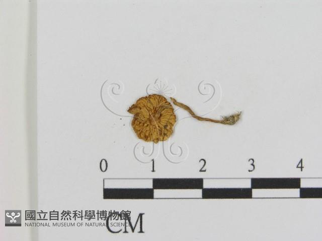 登錄號:F0011026藏品圖，第1張