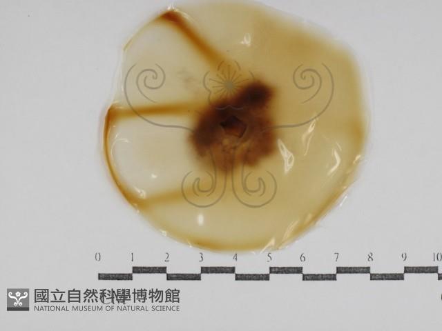 登錄號:F0031026藏品圖，第1張