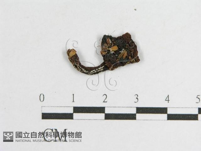 登錄號:F0002026藏品圖，第3張
