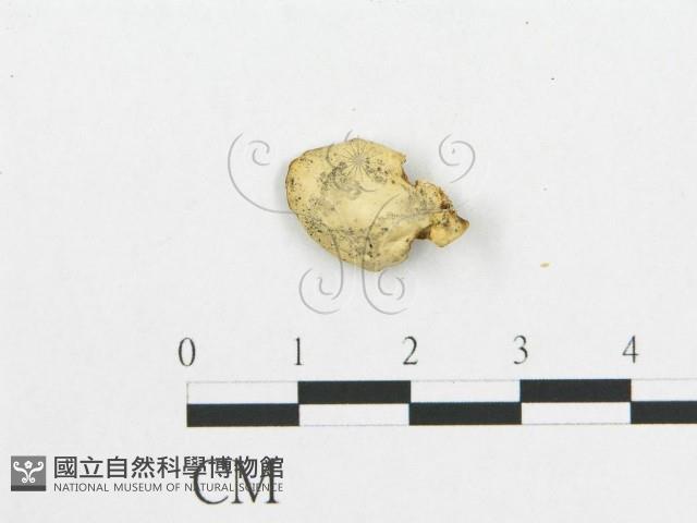 登錄號:F0007026藏品圖，第3張