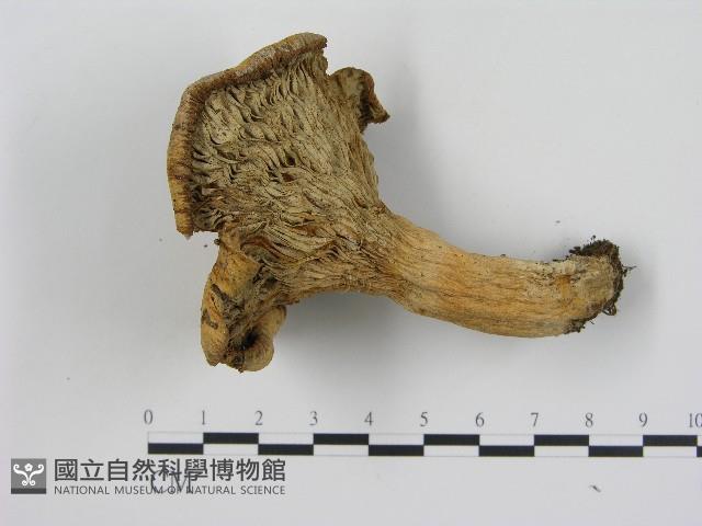 登錄號:F0017026藏品圖，第3張