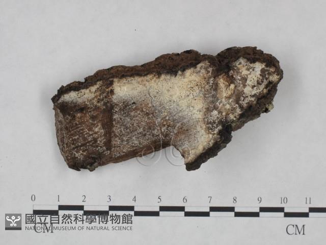 登錄號:F0025026藏品圖，第3張