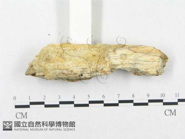 登錄號:F0005026藏品圖，第3張