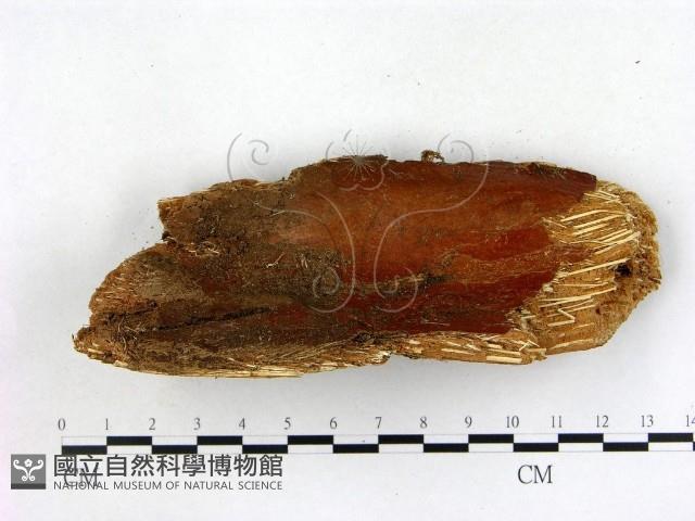 登錄號:F0015026藏品圖，第3張