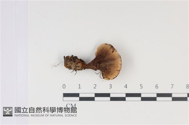 登錄號:F0035026藏品圖，第3張