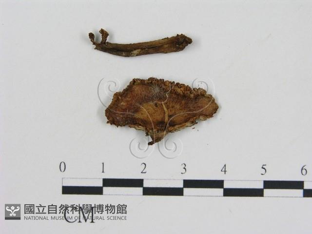 登錄號:F0013026藏品圖，第3張