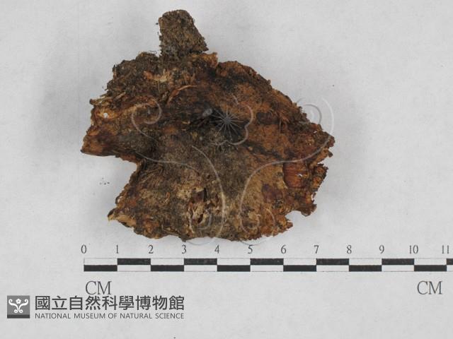 紅菇屬藏品圖，第3張