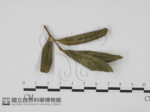 登錄號:F0008326藏品圖，第3張