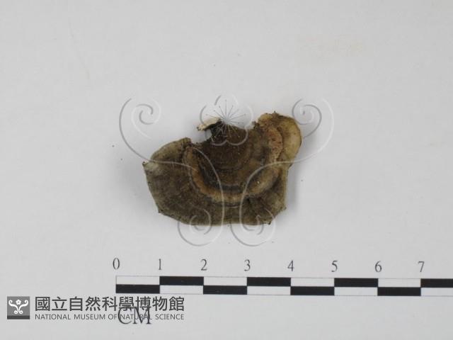 雲芝藏品圖，第3張