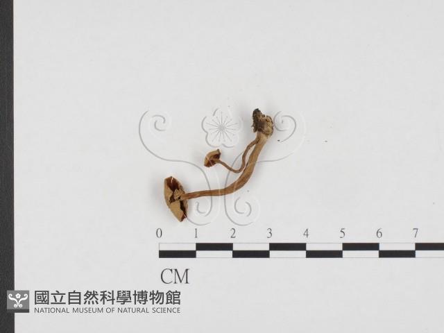 登錄號:F0024326藏品圖，第3張