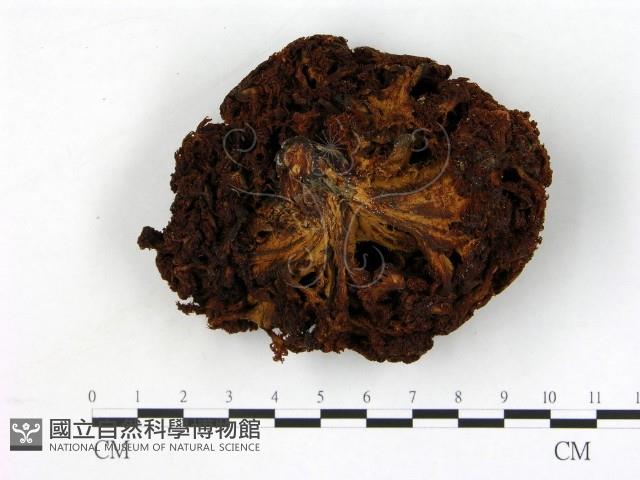 登錄號:F0004326藏品圖，第3張