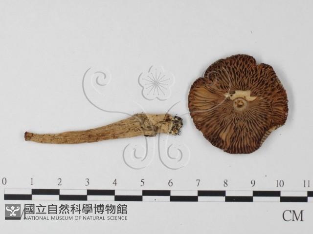 登錄號:F0014326藏品圖，第3張