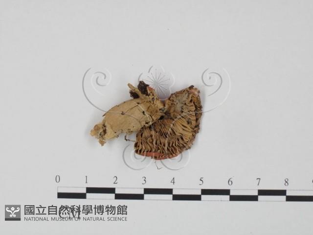 登錄號:F0022326藏品圖，第3張