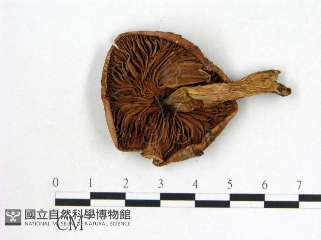 登錄號:F0002326藏品圖，第3張