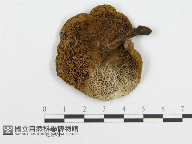 登錄號:F0012326藏品圖，第3張