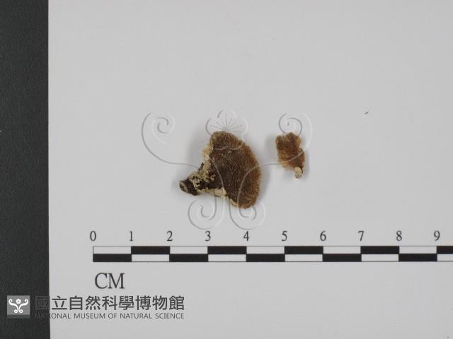 登錄號:F0007326藏品圖，第3張