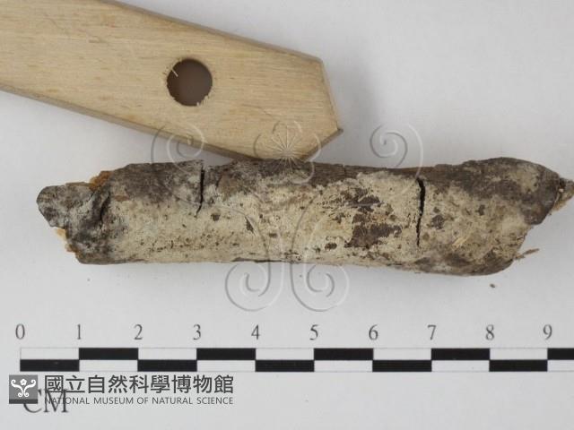 剛毛絲皮菌藏品圖，第3張