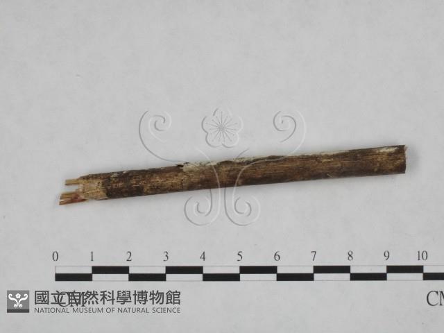 Accession Number:F0005326 Collection Image, Figure 3, Total 3 Figures