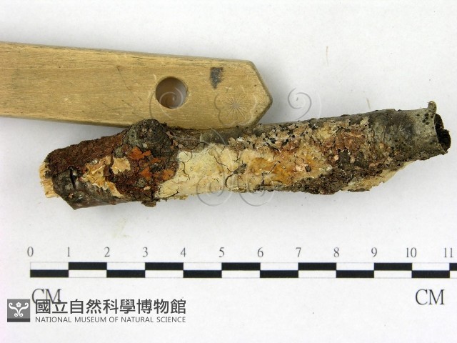 登錄號:F0015326藏品圖，第3張