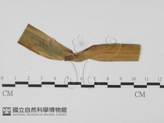 登錄號:F0009326藏品圖，第3張