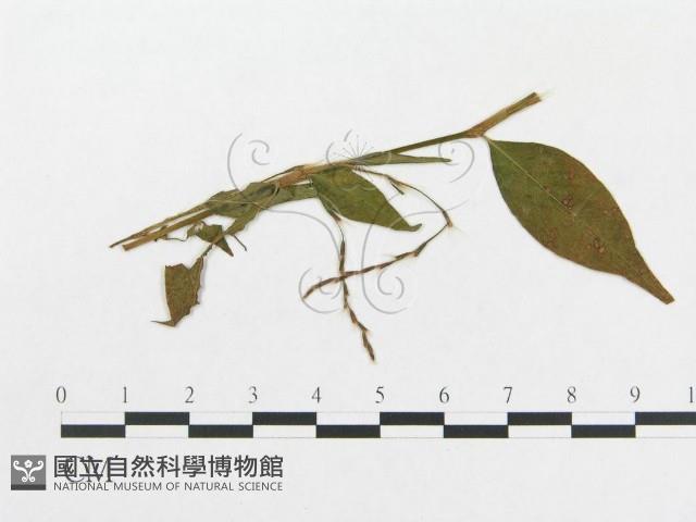登錄號:F0019326藏品圖，第1張
